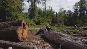 Best Fruit Tree Pruning  in Fairmount, GA