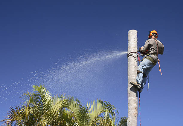 Best Hazardous Tree Removal  in Fairmount, GA