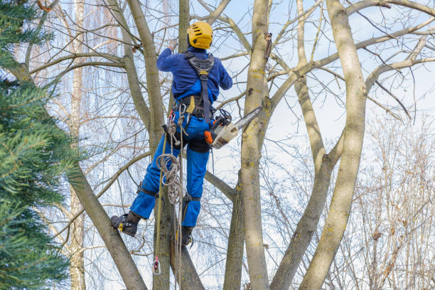 Best Storm Damage Tree Cleanup  in Fairmount, GA