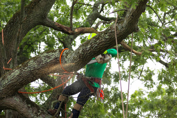 Best Commercial Tree Services  in Fairmount, GA