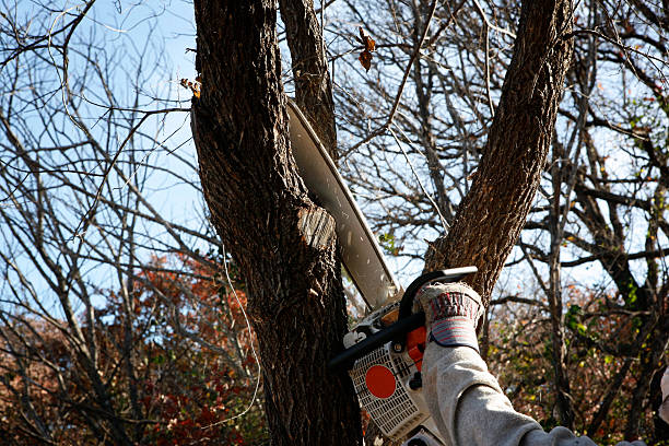 How Our Tree Care Process Works  in  Fairmount, GA