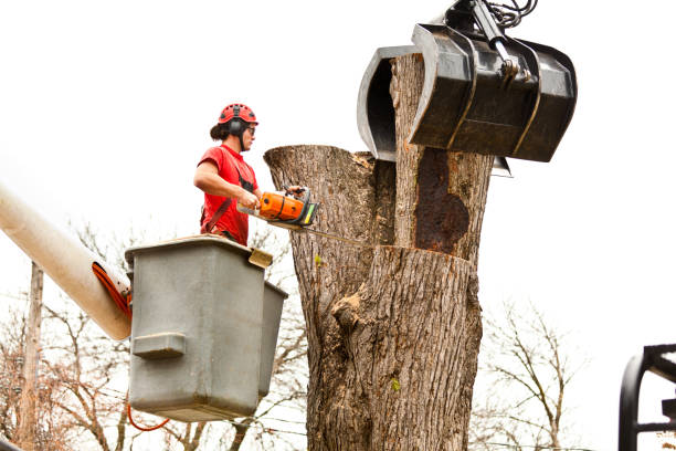 Best Tree Mulching  in Fairmount, GA